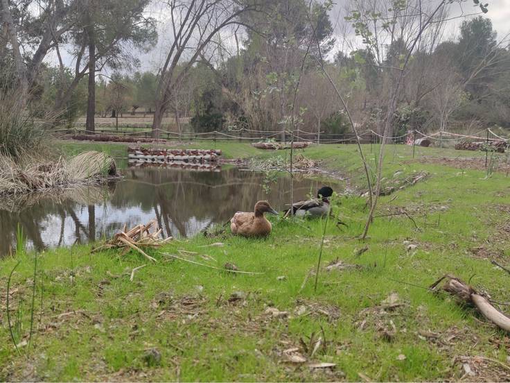 🗞 @GVAagroambient recupera una zona húmeda en San Vicente de Llíria

🗣️ "Es clave por sus valores ecosistémicos y de biodiversidad"

➕ I també gràcies al treball de conservació que han fet des de l"Ajuntament, encapçalat pel nostre alcalde Joanma León

cadenaser.com/2022/04/23/la-…