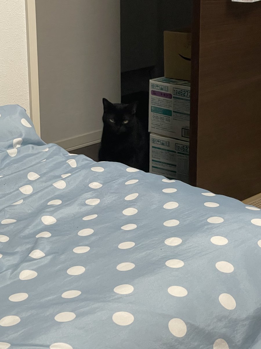 Mahipark222's tweet photo. 視線感じて振り返ったら声出た
#猫のいる暮らし https://t.co/BQRYXXEqFt