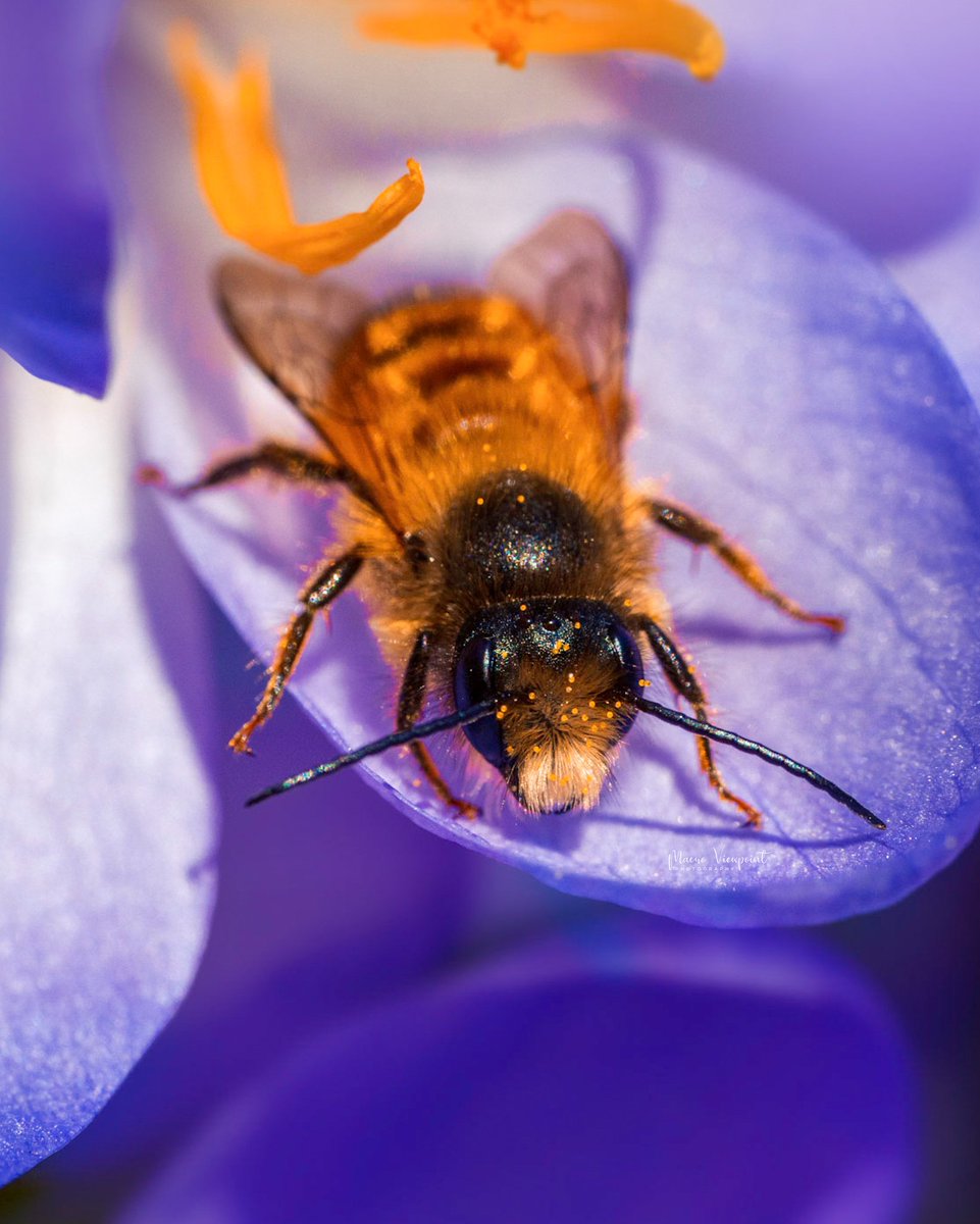To a beeautiful Sunday 🐝

#bees #macrophotography #MacroHour #BeautyNature___ #TwitterNatureCommunity #MacroRetweetTuesday #MomentMonday