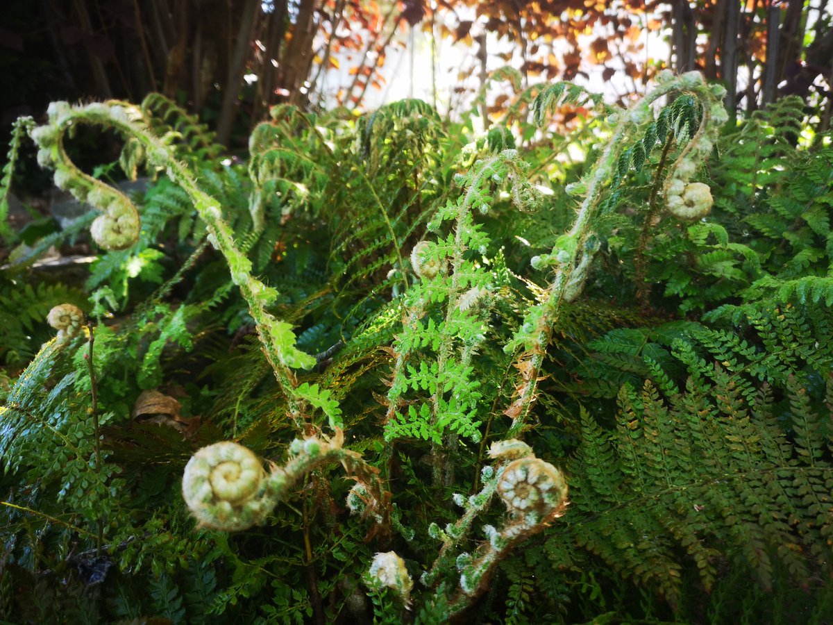 sdh_99's tweet photo. #ferns i love fractals! https://t.co/h2Hyx6LNVO