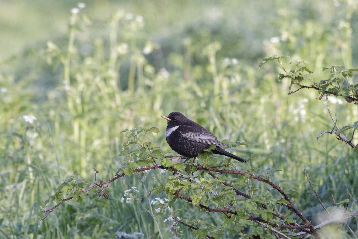 Nice surprise at Osterley this morning behind Brentford Training Ground.