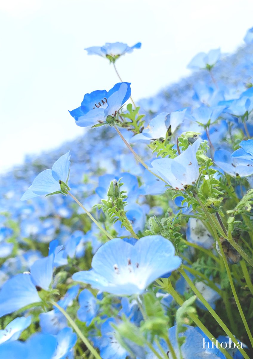 blue flower flower no humans field blurry flower field still life  illustration images