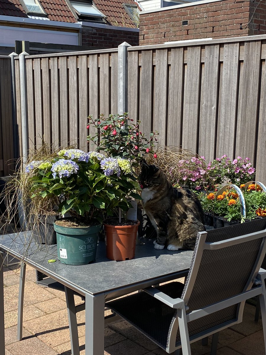 OlgaRademakers's tweet photo. Mijn mensen gaan plantjes in de tuin zetten. Ik keur ze even.
#spikkel 
#gezellig https://t.co/alg5YflL2d