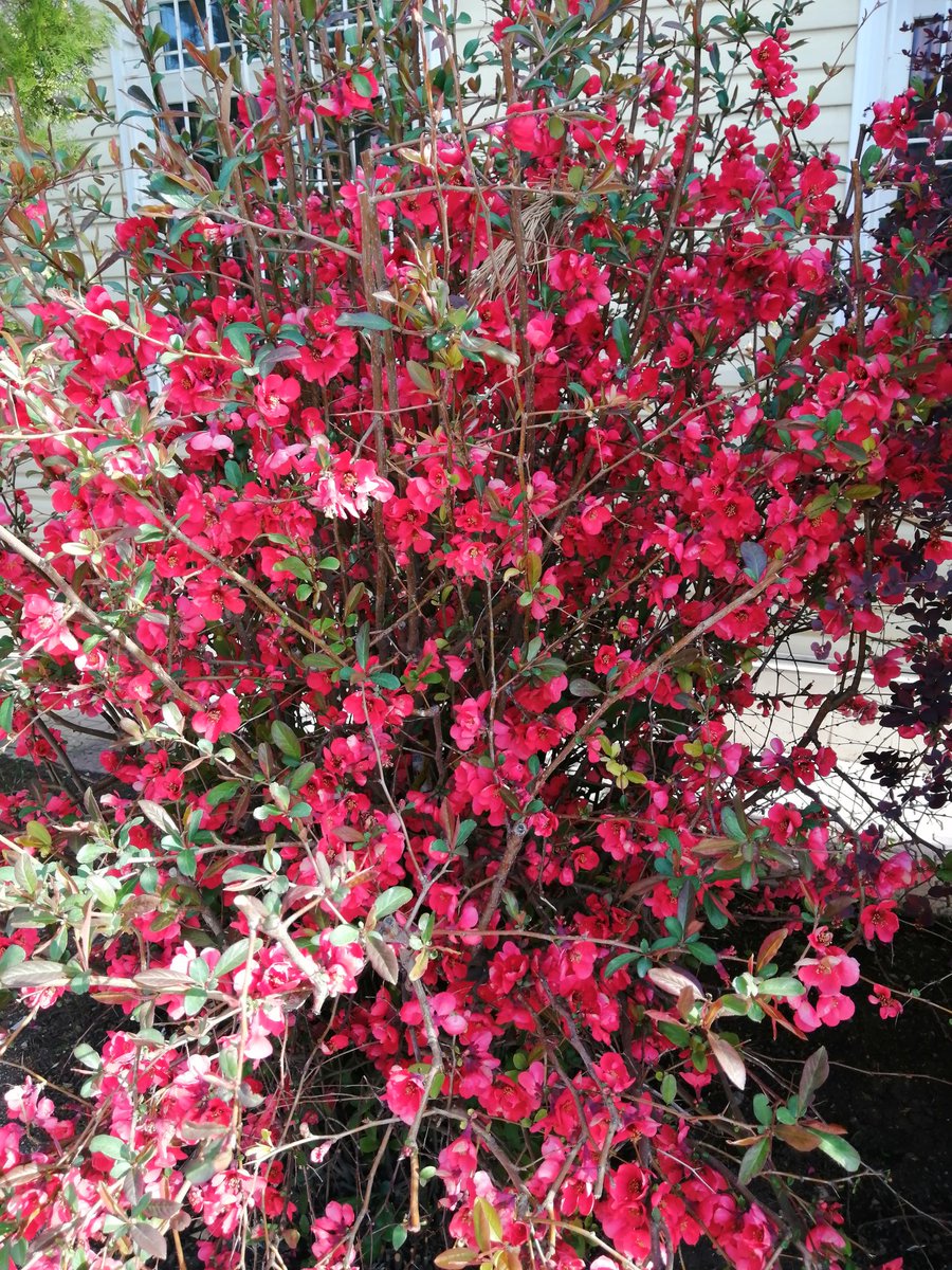 Herkes bir çiçek ekler mi güzel bahar için...