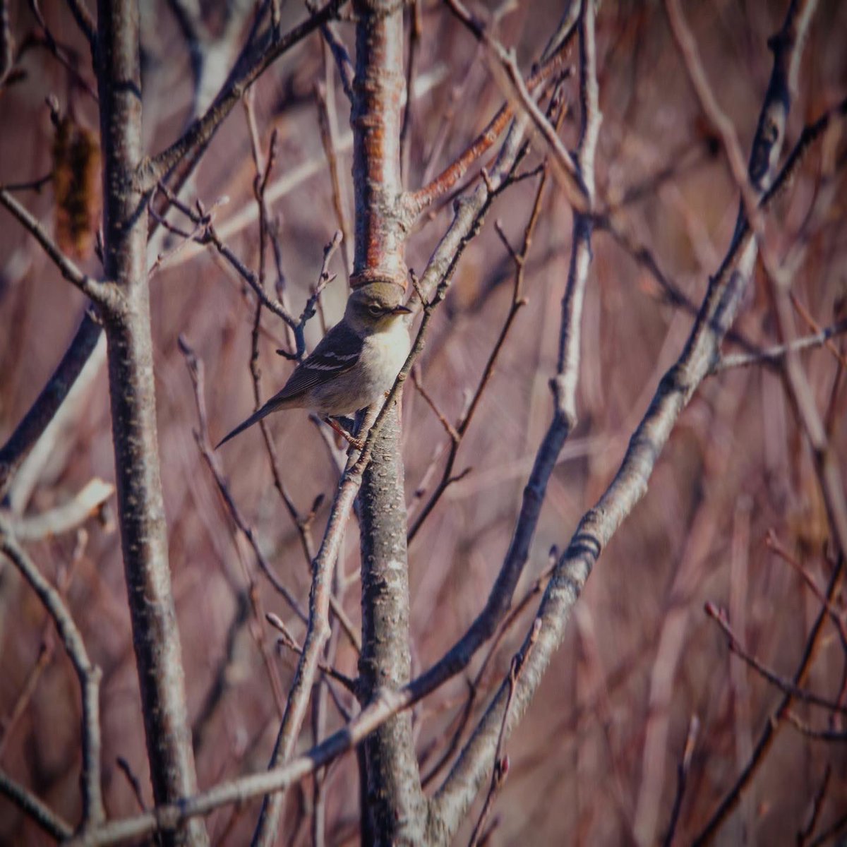 sidequestnb's tweet image. 🐤 𝕨𝕒𝕣𝕓𝕝𝕖𝕣𝕤 🐤
.
Pic 1: A pine warbler 🌲
Pic 2: A palm warbler 🌴
(Neither located in their namesake.)
#shareyourfeathers #birdsphotography #ExploreNB #mycbcnb #birdlovers