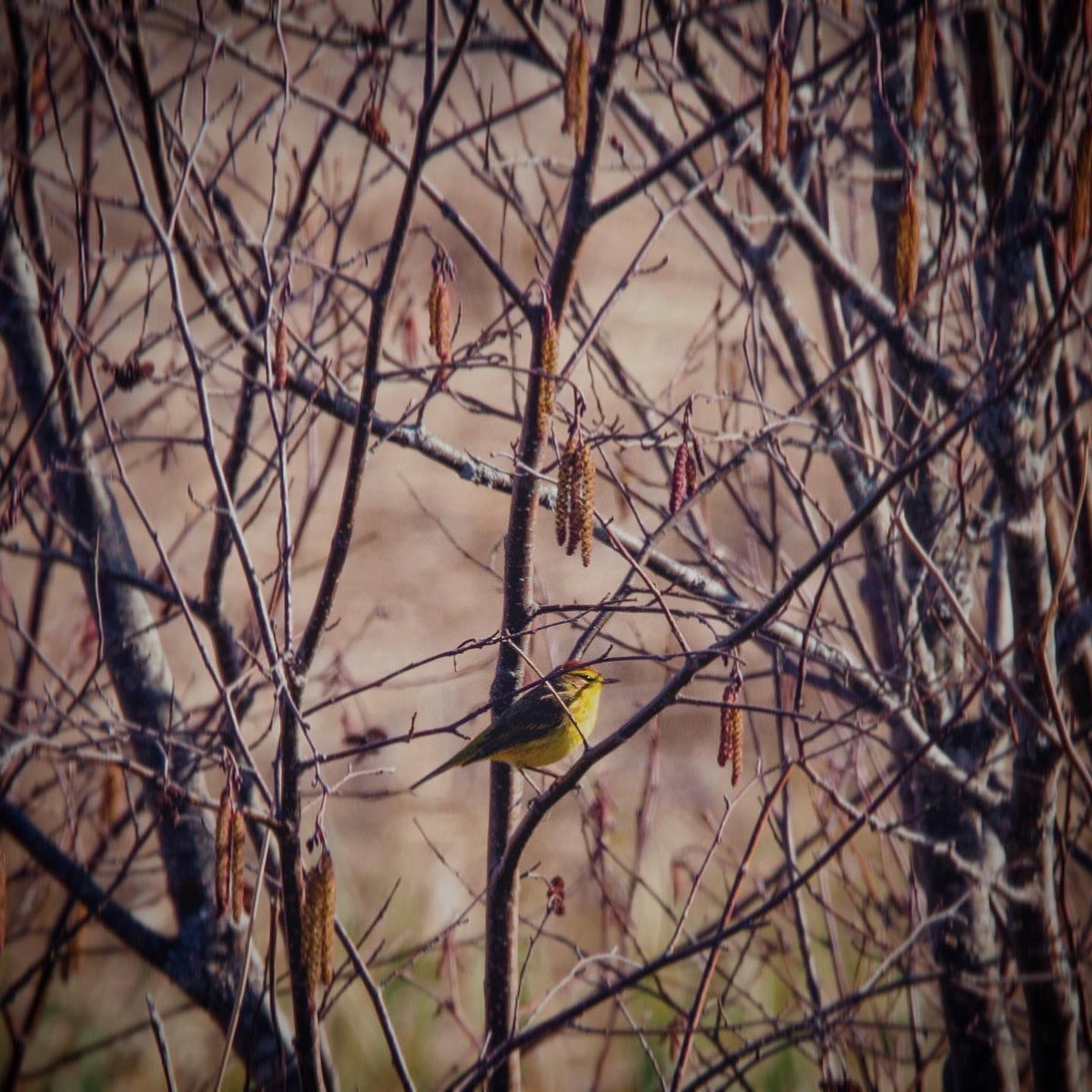 sidequestnb's tweet image. 🐤 𝕨𝕒𝕣𝕓𝕝𝕖𝕣𝕤 🐤
.
Pic 1: A pine warbler 🌲
Pic 2: A palm warbler 🌴
(Neither located in their namesake.)
#shareyourfeathers #birdsphotography #ExploreNB #mycbcnb #birdlovers