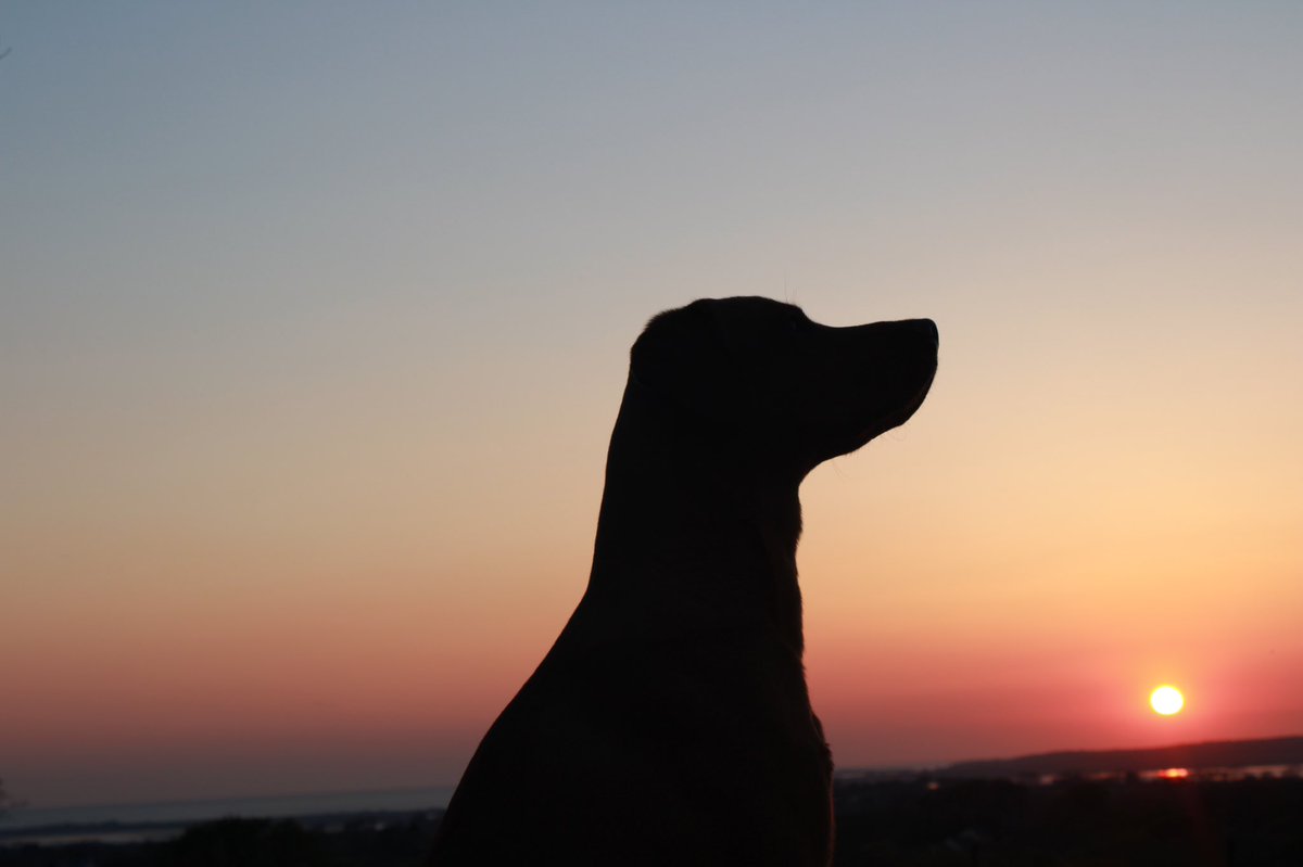 Bailey 🐾 tweet media