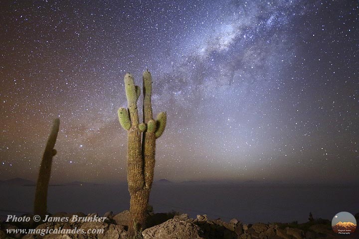 For International #DarkSkyWeek, a giant #cactus on Incahuasi Island in the Salar de Uyuni, #Bolivia. More available at james-brunker.pixels.com/collections/st… #IDSW2022 #DiscoverTheNight @skyatnightmag @BBCStargazing @AstronomyNow @SkyandTelescope @earthskyscience @astronomyblog #nightscapes