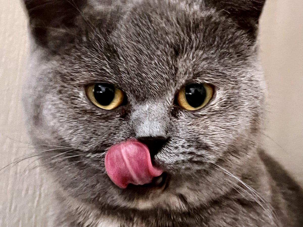 pigpogm's tweet photo. Lick-lick https://t.co/nL0M0NtLZV
