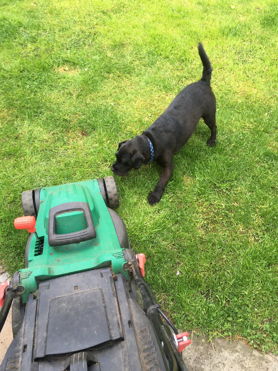 asifamhp's tweet photo. That lawnmower is in mortal danger #AMHPhound #AMHPpottering✔️ https://t.co/G92Pik1Hhs