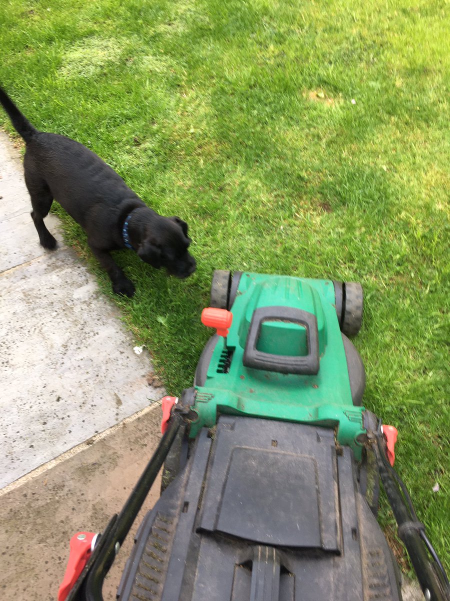 asifamhp's tweet photo. That lawnmower is in mortal danger #AMHPhound #AMHPpottering✔️ https://t.co/G92Pik1Hhs