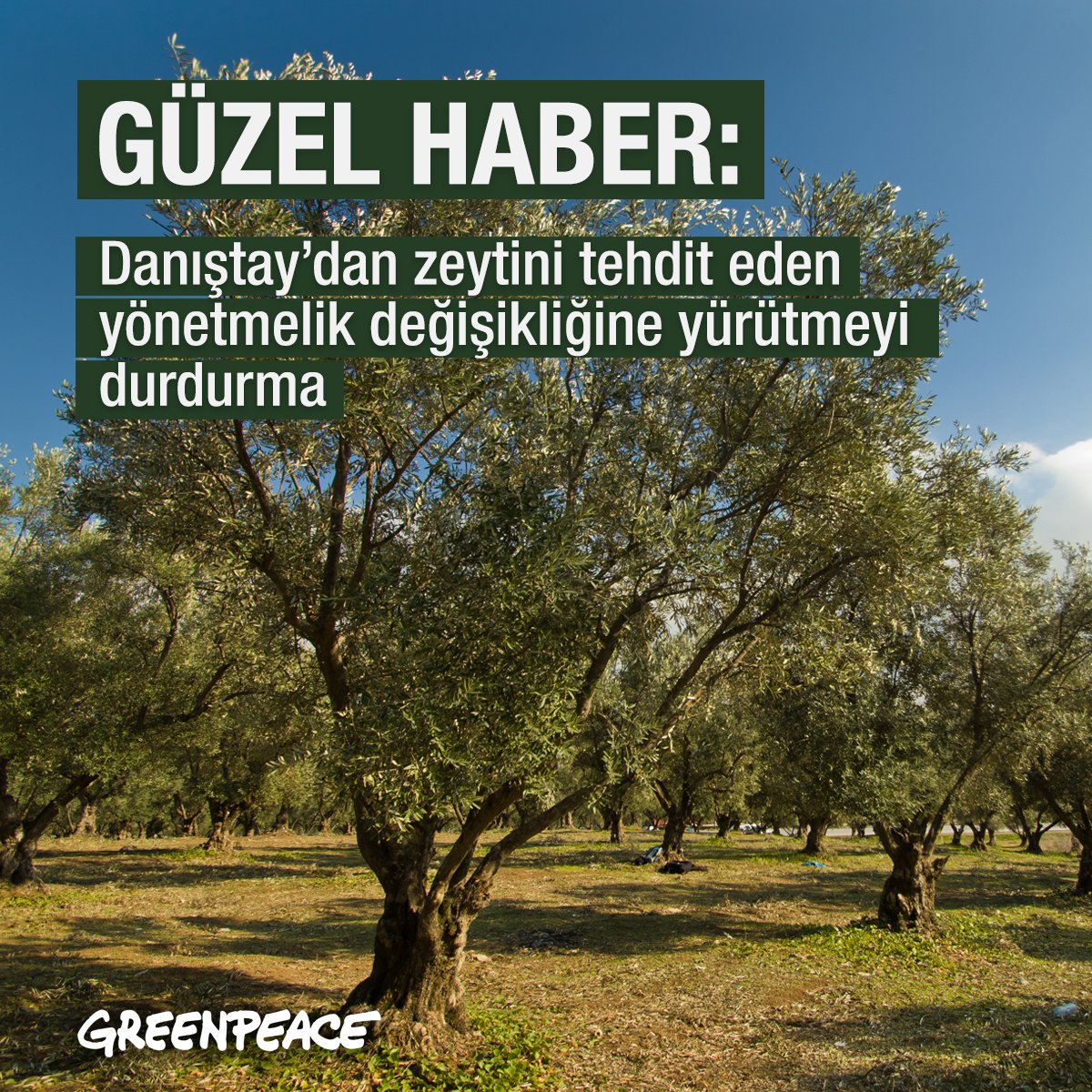 Greenpeace_Med's tweet photo. Güzel haber! Danıştay, zeytinlikleri elektrik üretimi için gerekli madencilik faaliyetine açan yönetmelik değişikliğinin yürütmesini durdurdu! #ZeytinimeDokunma https://t.co/VfoFCuTku6