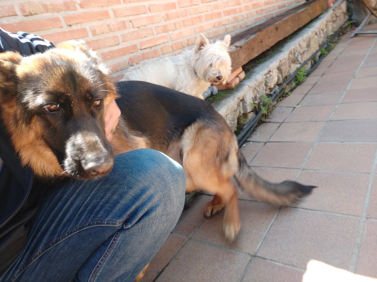 CharlyGonsa's tweet photo. Mi loka desquiciada, pero me encanta la cachorra. 7 meses solo... Miau Guau #Freiya https://t.co/X33b9bXGp5