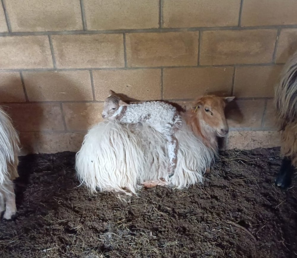 #Sasiardia con su cordero. Amor filial #Baserria #euskalabereak #Basquecountry