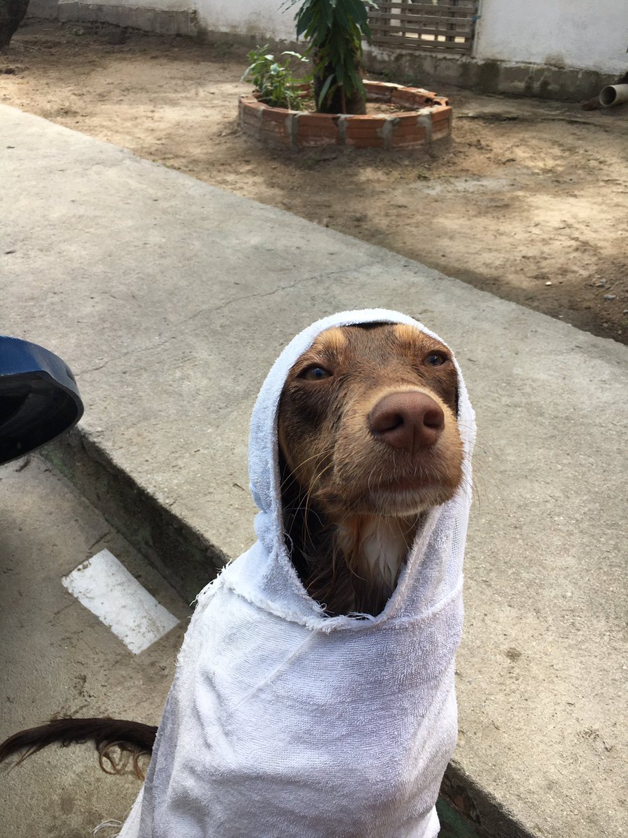 ptalgio's tweet photo. compilado dos meus bbs pós banho https://t.co/c4SoyZfBtf