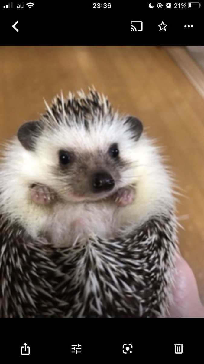 ∞🧡みやこ😹🍺 tweet media