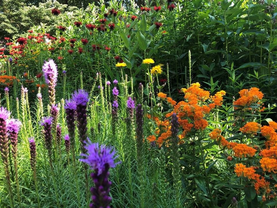 Our front garden in summer follow us as we wander a near acre of pollinator gardens in NJ