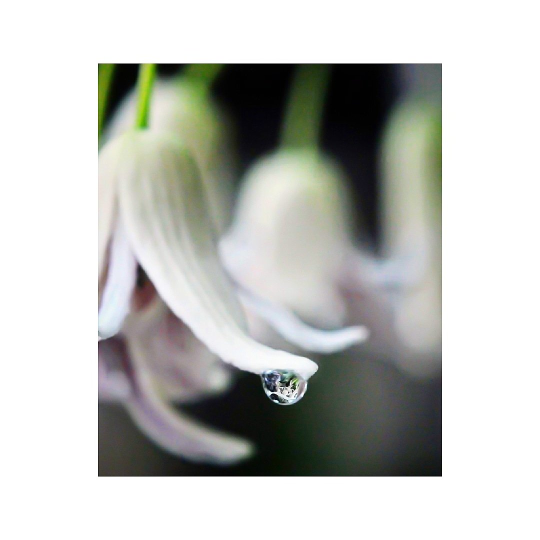 郁子 Twitter Search Twitter