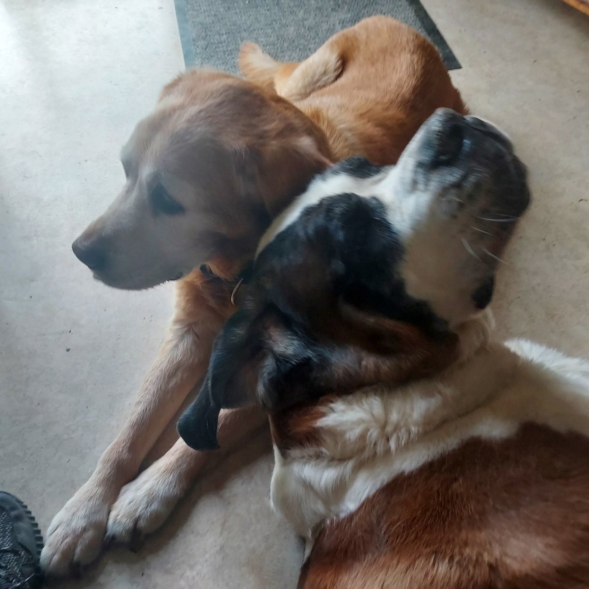ArnaudMarc4's tweet photo. Mon chien Neo et Droopy https://t.co/e1vIpqsnQJ