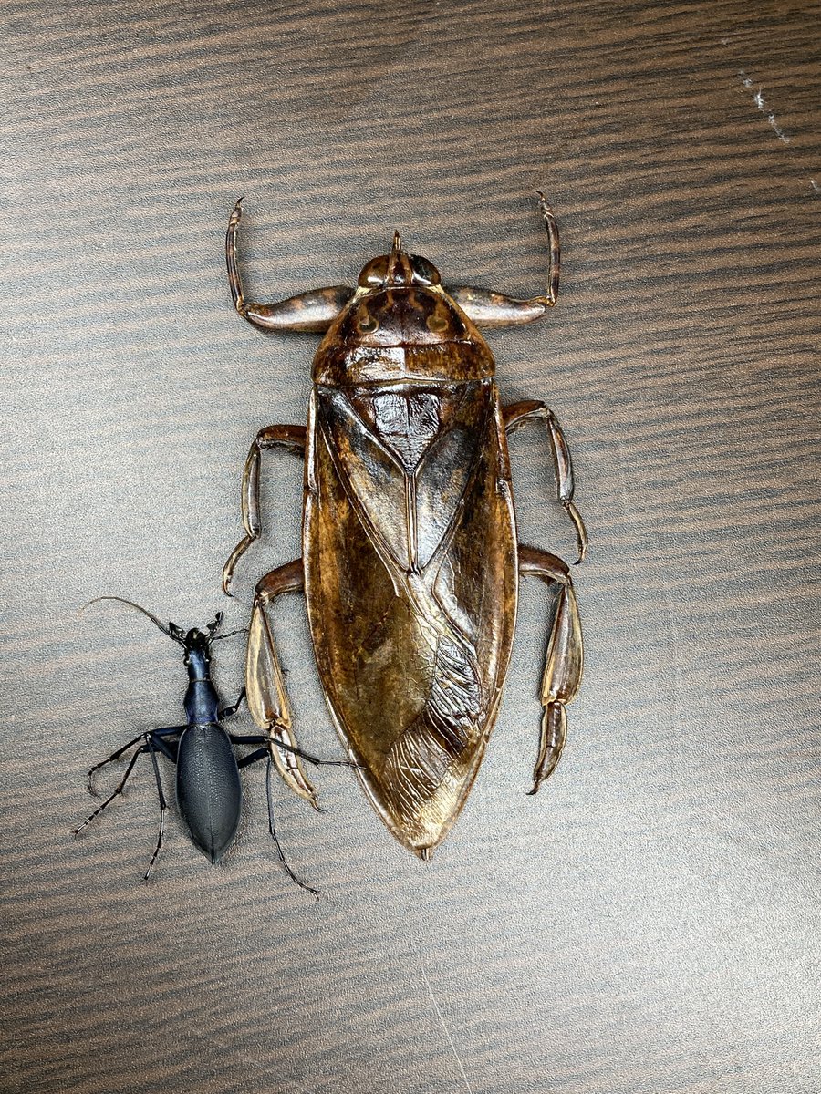 ナンベイオオタガメ‼︎ これが水中？にいたらビビるな。