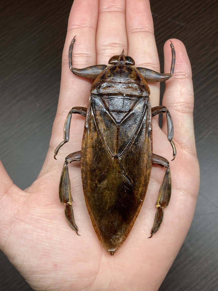 ナンベイオオタガメ‼︎ これが水中？にいたらビビるな。