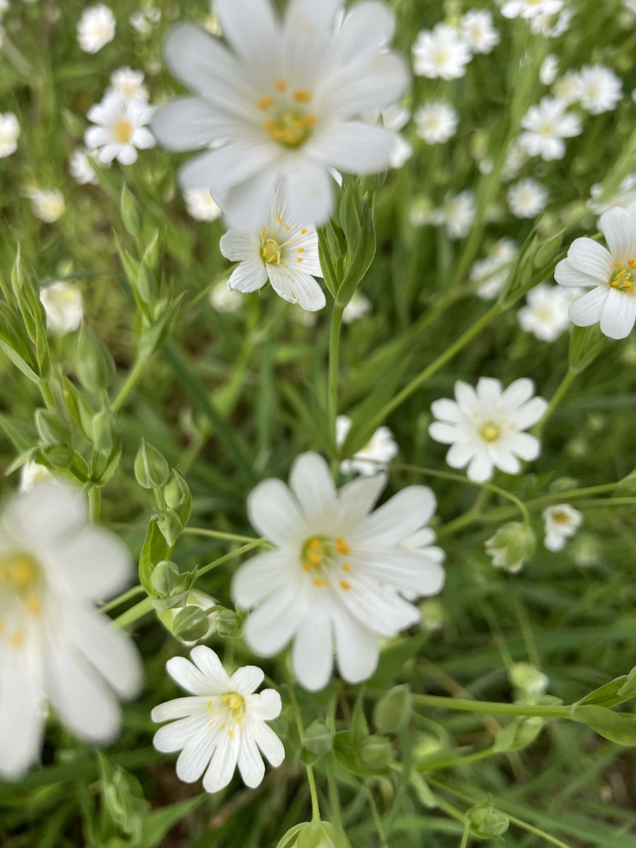 Sarah Goodden tweet media