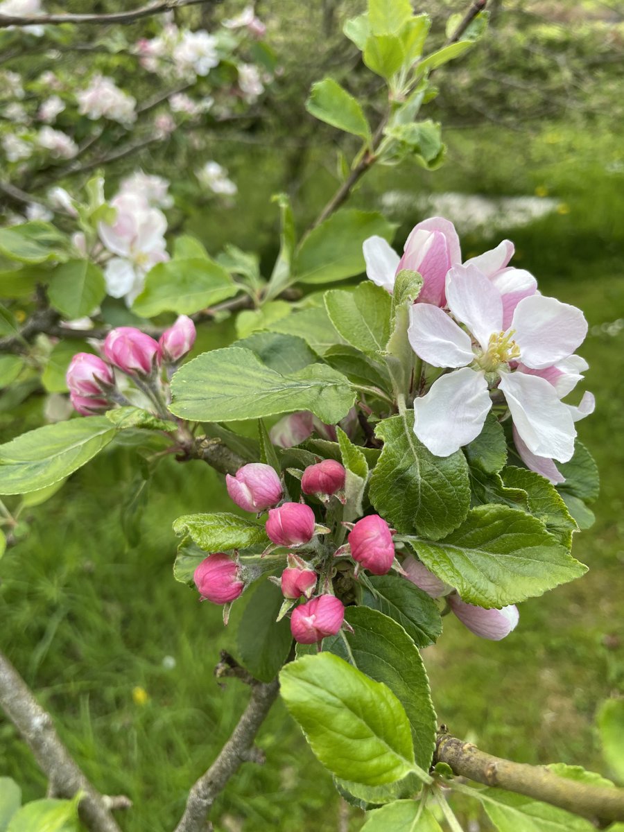 Sarah Goodden tweet media