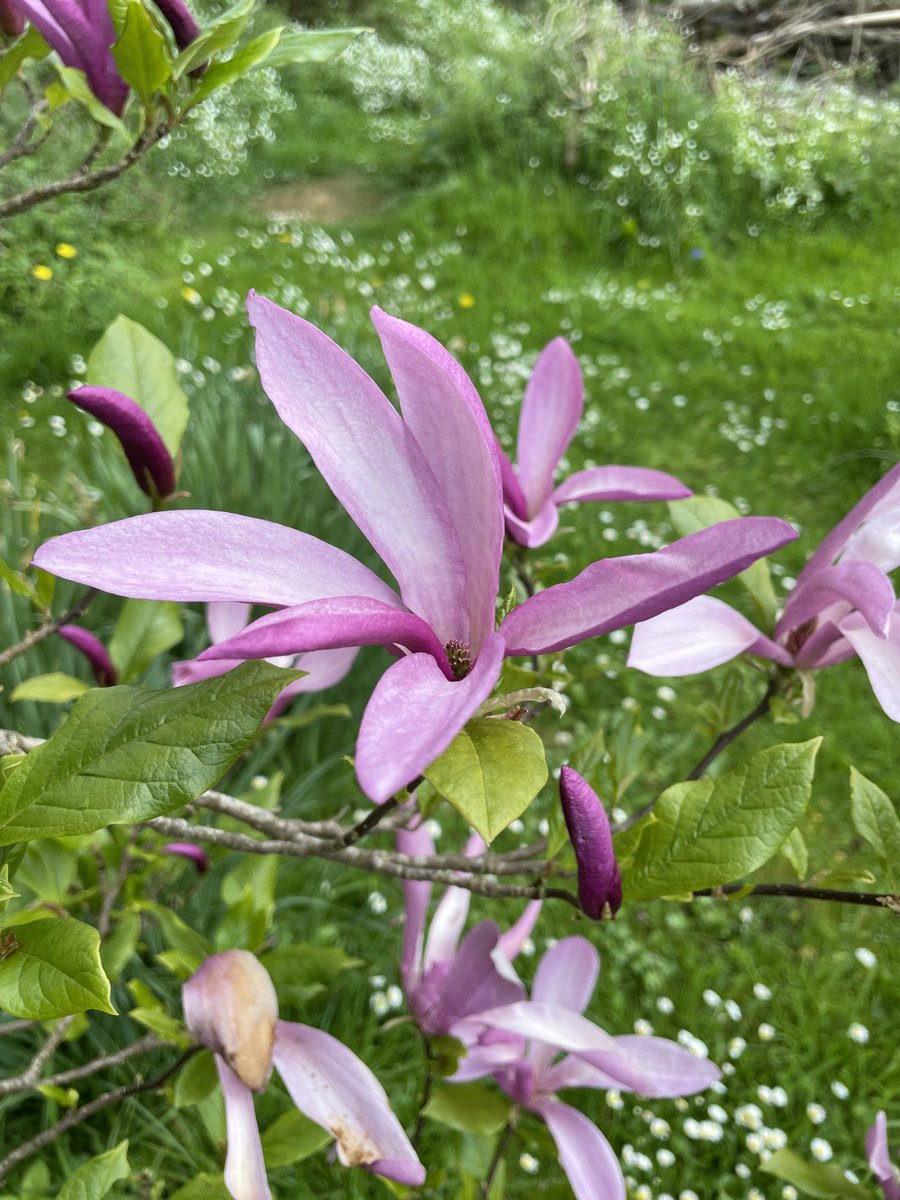 Spring and the flowers are opening.
