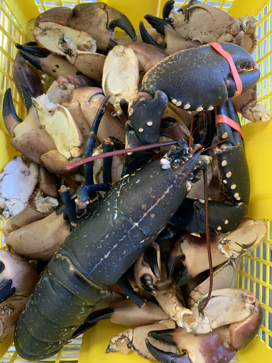davidsteele05's tweet photo. Todays dinner. Would only have been better if we had some prawns (langoustine) #scottishseafood #scottishshellfish #lobster #browncrab https://t.co/kRjRsdBo92