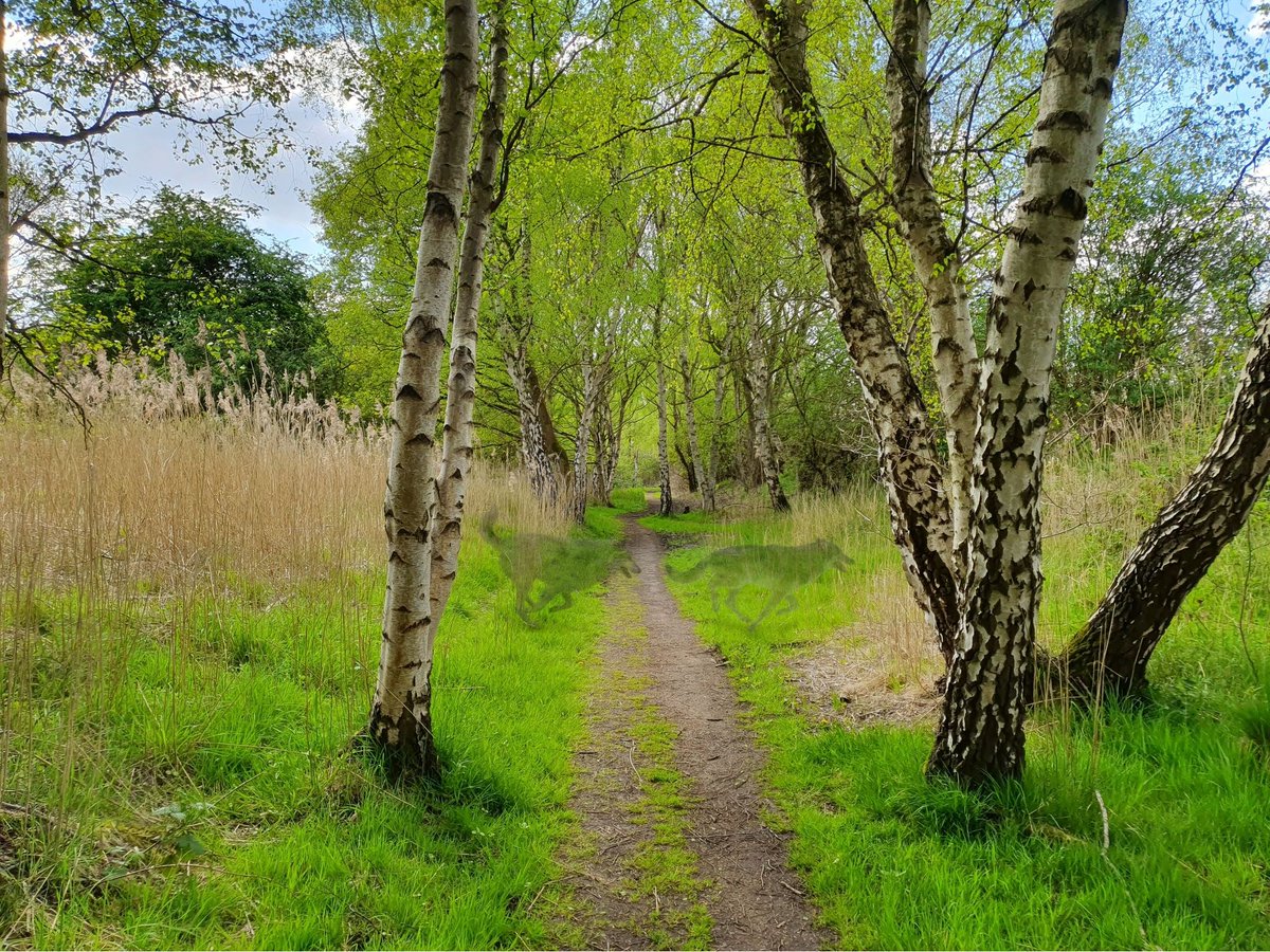 NaturesTemper's tweet photo. In the wilder places of my home I can picture them there... the ones we've lost to time
#rewilding #rewildbritain #nature #wolves https://t.co/LxvdoU18Ti