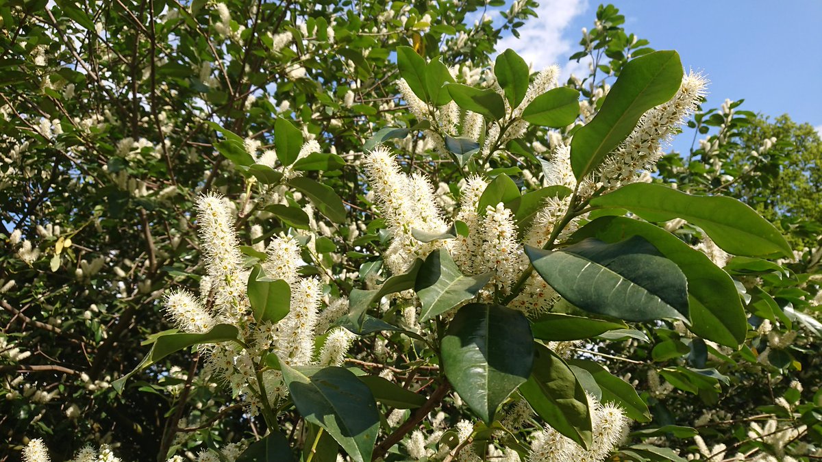 jjjvanderhooft's tweet photo. #specialized #metabolites attract both humans and insects to #plants! π It is a remarkable language that plants speak with their environment....small molecules making impact! #interkingdom #interactions #coloursofnature #FlowerPower #springisintheair #outandabout #Wageningen π https://t.co/vf4MPrr0oo