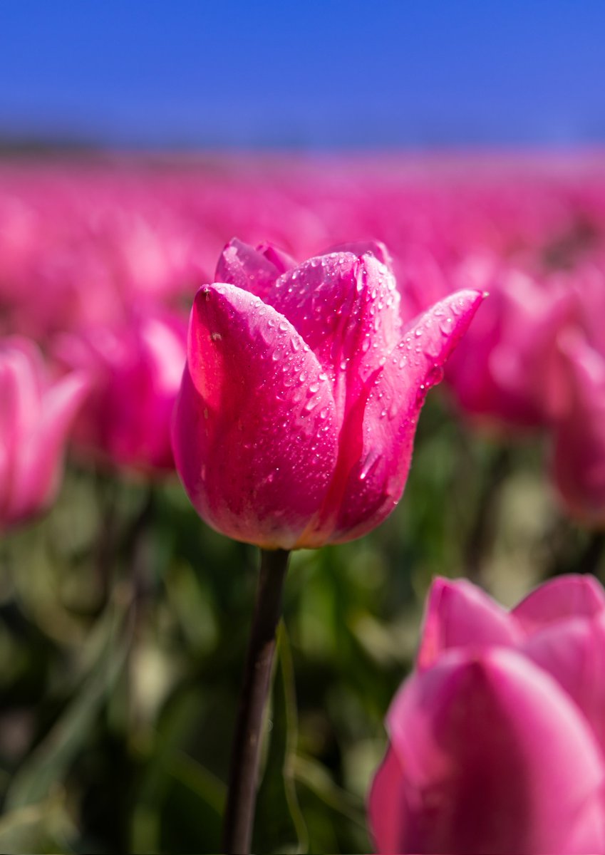 vanriesene's tweet image. Tulpen seizoen is weer in volle gang.

Check voor meer op mijn Instagram pagina @ iamvanriesen . 

#drenthe 
#tulpen 
#SpringVibes 
#holland 
#tulipsinholland 
#keukenhof
