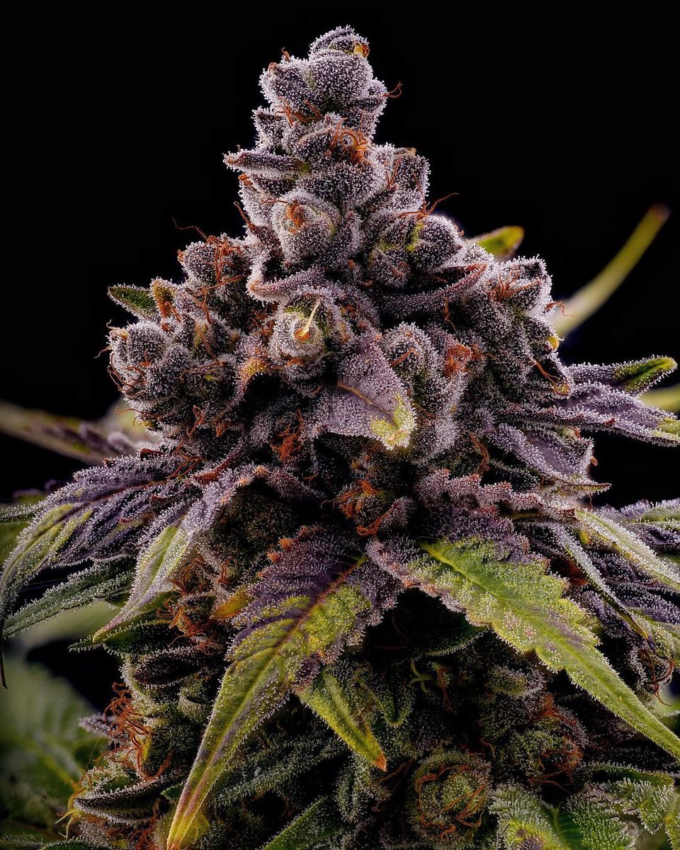 WeedGolD tweet media