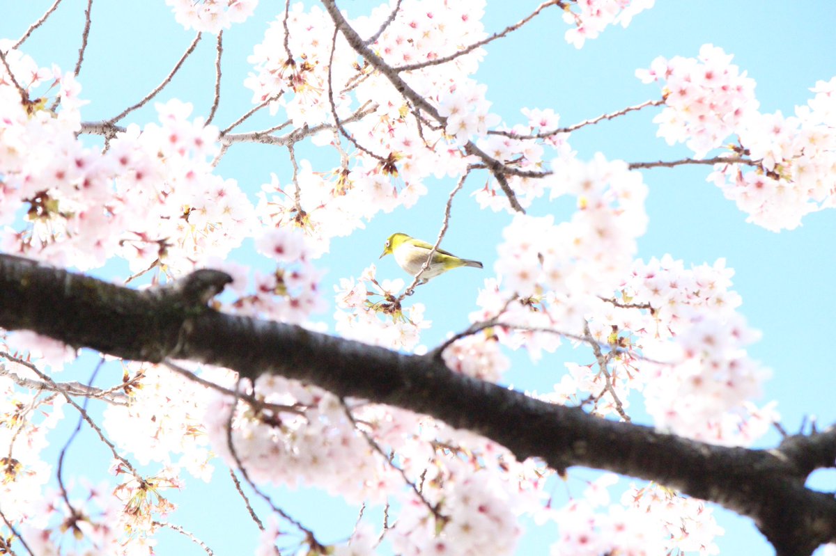 euphonium881's tweet photo. 最近の写真更新
 #桜 https://t.co/2Lo9QatPCp