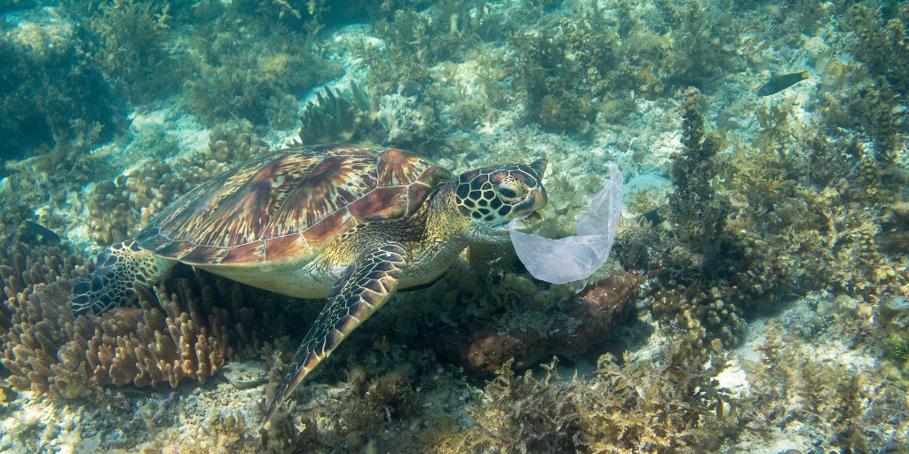 oceana's tweet photo. According to estimates by Oceana, @amazon generated 599 million pounds of plastic packaging waste last year alone. Tell @amazon: offer a plastic-free packaging choice at checkout to fight the ocean plastic pollution crisis: https://t.co/IbSXcZaeYh #PlasticFreeAmazon https://t.co/2XjkiKgIye