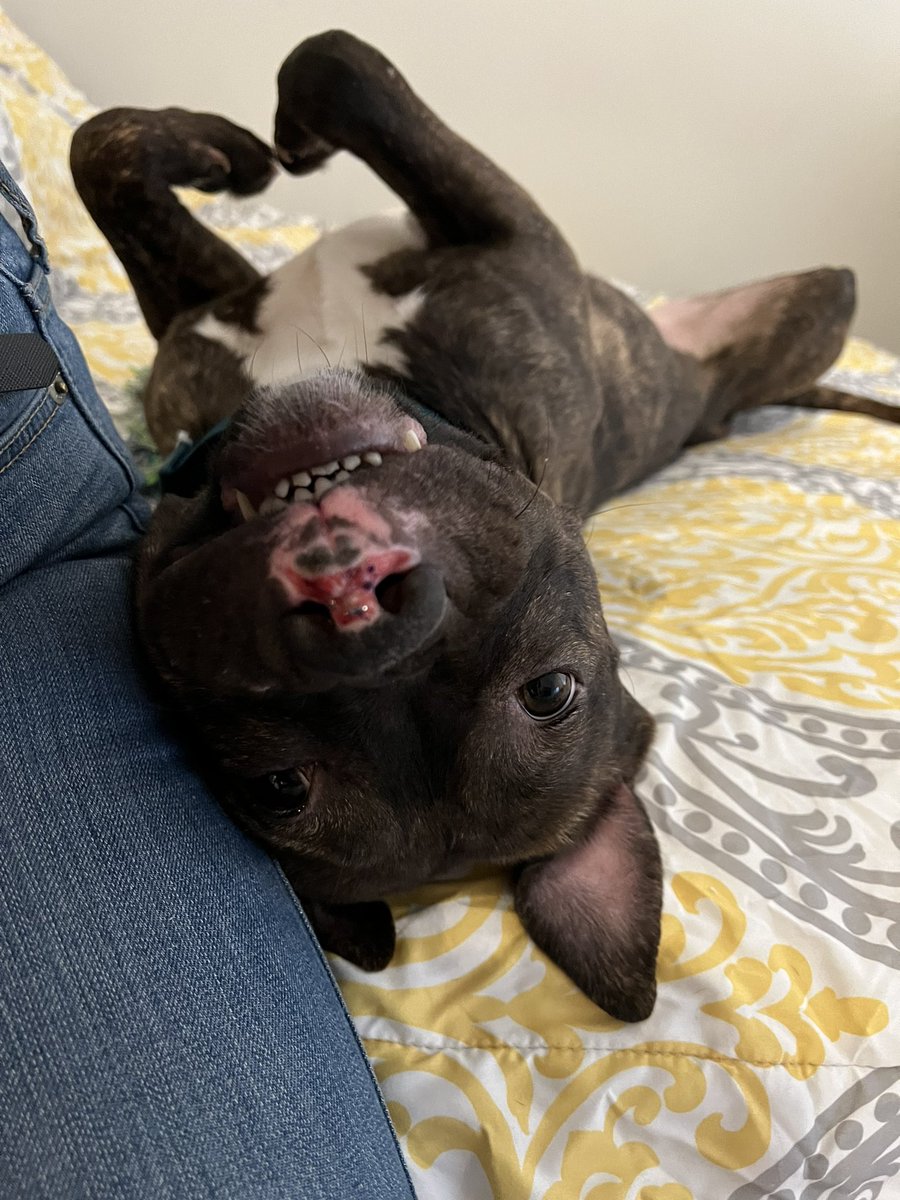 Diane_Viveros's tweet photo. 🚨This is Beauty and she is urgently looking for a foster or permanent home! 

I can’t continue fostering her but she will be at risk of euthanasia back at the shelter (due to capacity issues) so please share &amp; reach out with any and all questions. https://t.co/ypqrA6LSPI