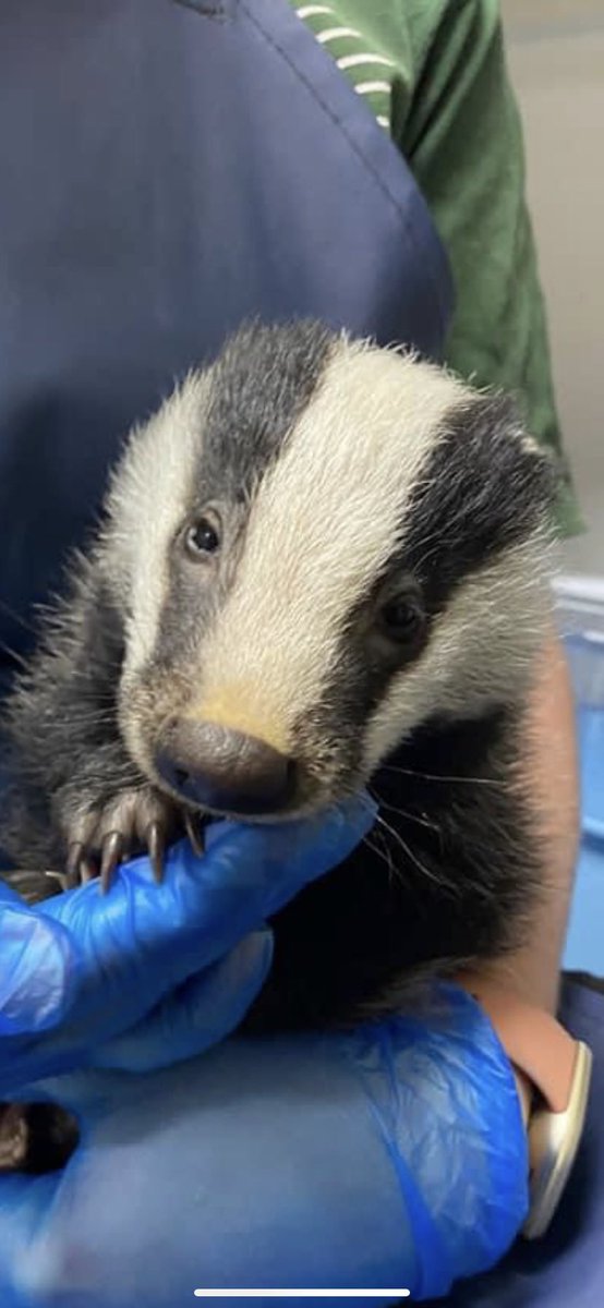opossumprincess's tweet photo. Please think of all the little ones who have no voice. Be kind. ♥️ #wildlife #animalsneedus #savebadgers #MyTwitterAnniversary https://t.co/aLwkyo6new