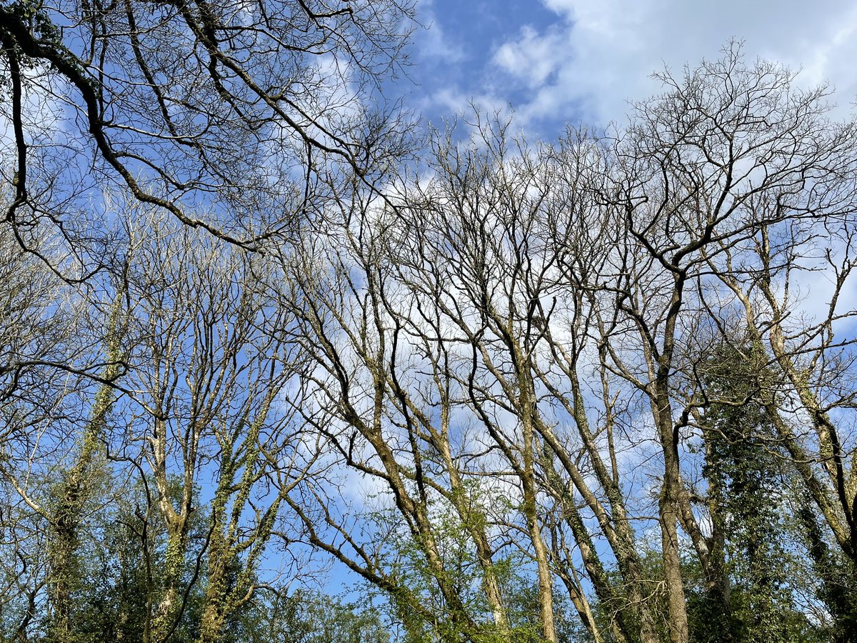 As the saying goes, Ash before oak, you’re in for a soak. Oak before ash, you’re in for a splash. Sadly, No chance of ash before oak here #ashdieback