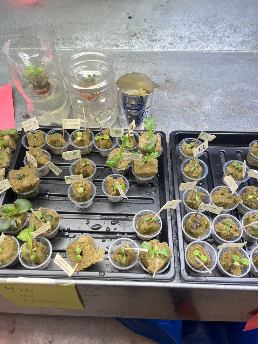 CoachGeorge13's tweet image. Student lettuce “farms” going strong!! Exploring pigmentation in plants #ngss #phenomenonbasedlearning