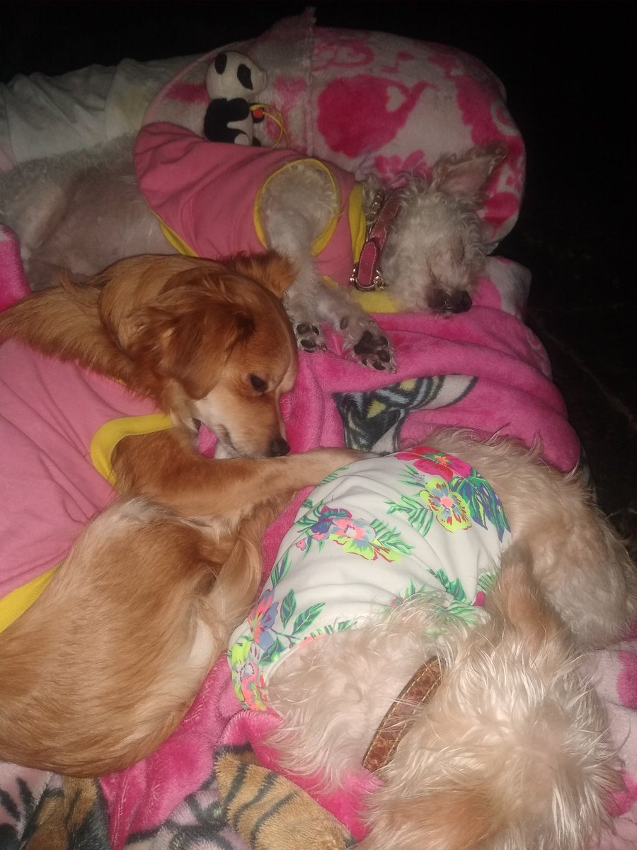 DulceGa74805694's tweet photo. Hola CORAZONES 💞💞 MAÑANA DISPONIBLE CON PROMOCIÓN EN HOTEL TICOMÁN $900 HORA SOLO 2CITAS DISPONIBLES, TODAVÍA NO HE PODIDO ACOMPLETAR PARA COMPRAR EL MEDICAMENTO DE LA PEQUEÑA FRIDA 😭,YA NO TIENEN CROQUETAS 27 PELUDITOS LOS GATITO Y LAS PERRITOS,TODO SE JUNTÓ WHAT'S 5549065412 https://t.co/D23SBU3hMa