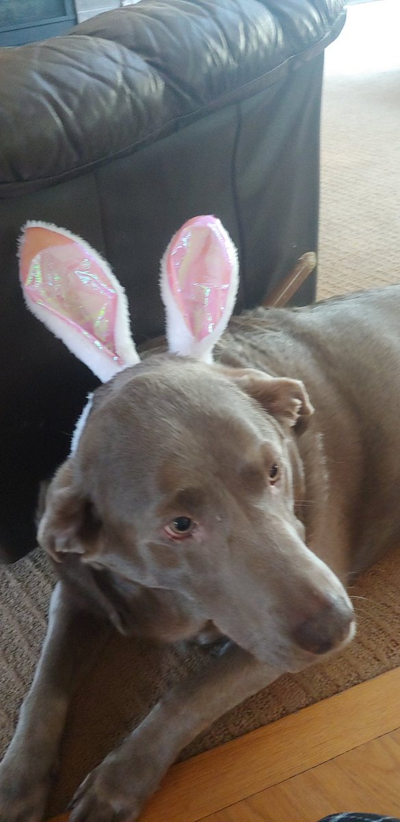 BrayIGuess's tweet photo. sorry for the lack of any online presence esepcially after saying i was gonna try again

still working on it and myself ✌ not losing this battle yet

here are my dogs as compensation https://t.co/Cy0NStaAqI