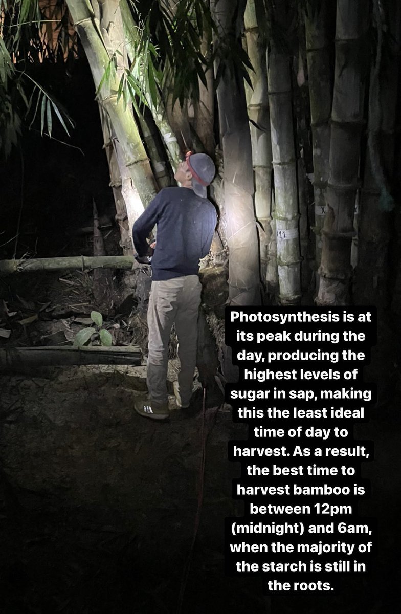 Harvesting Bamboo between midnight which we planted 6 years ago at the Yantza Farm! What a journey. #thinkbamboo #moonharvest #tropicalpermaculture