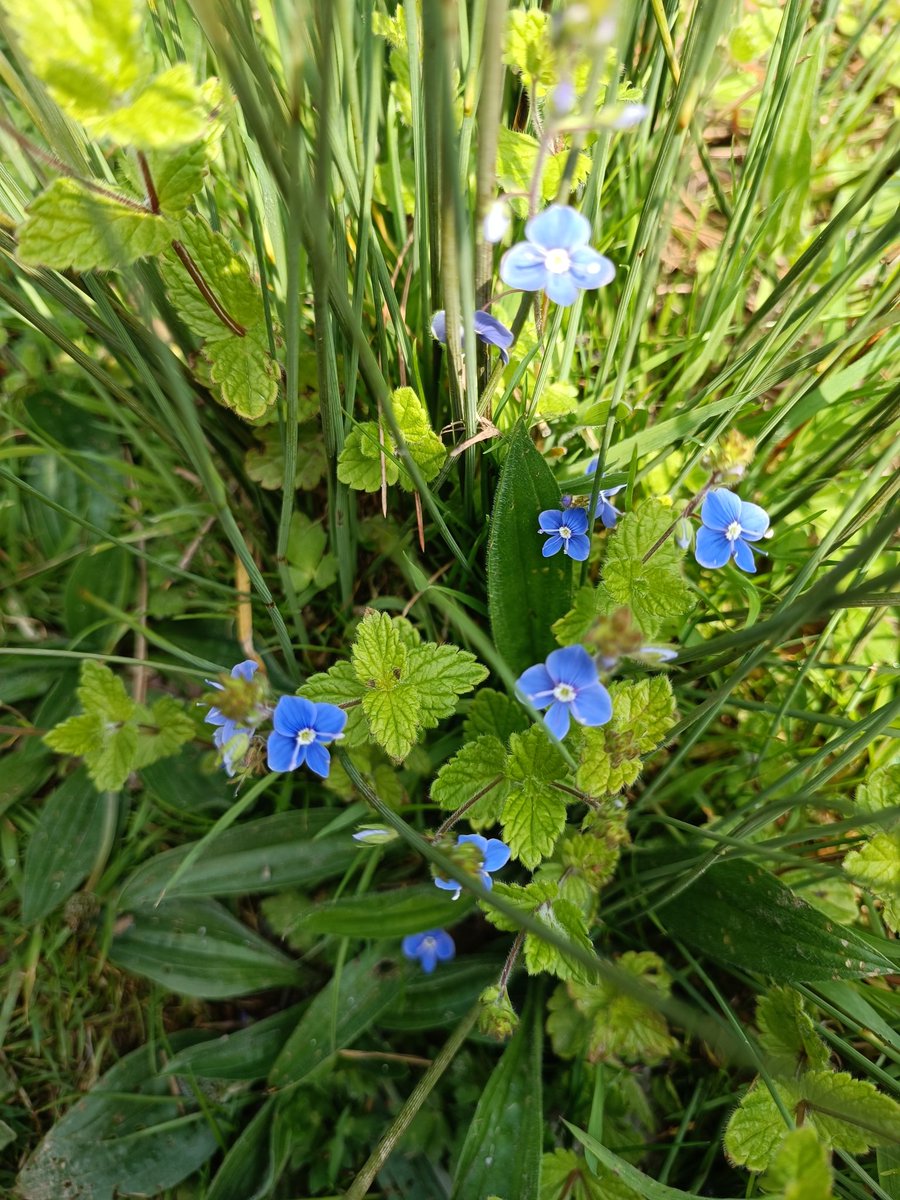 Masonbrook's tweet photo. Day 114 #200daysofwalking #round2crew @NTBreakfast super day for a walk, loads of #germanderspeedwell blooming at the moment #veronica #wildflower ๐ supposed to wish you good fortune as you pass them ๐๐. Happy Sunday ๐ https://t.co/YFs5raUTAi