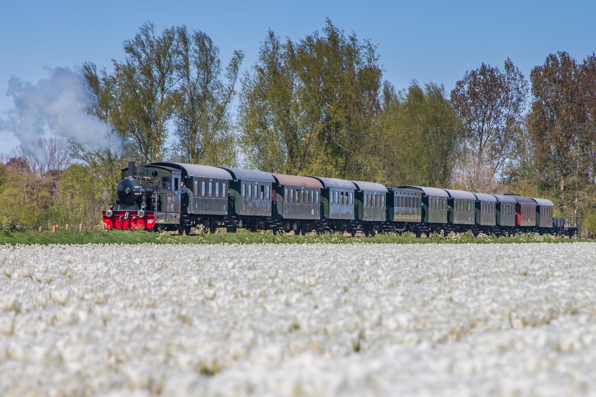 HollaGerda's tweet photo. Wat is het prachtig hier in Westfriesland. Tulpen in bloei, en de stoomtram die meermaal daags z'n ritje maakt. @WNLVandaag https://t.co/5bv9wK83x3