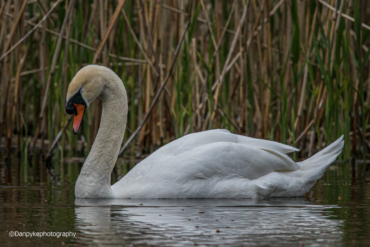 #swan #animalphotography #photo #photograph #photography #photooftheday #image_with_stories #ThePhotoHour  #swanphoto #swanphotography