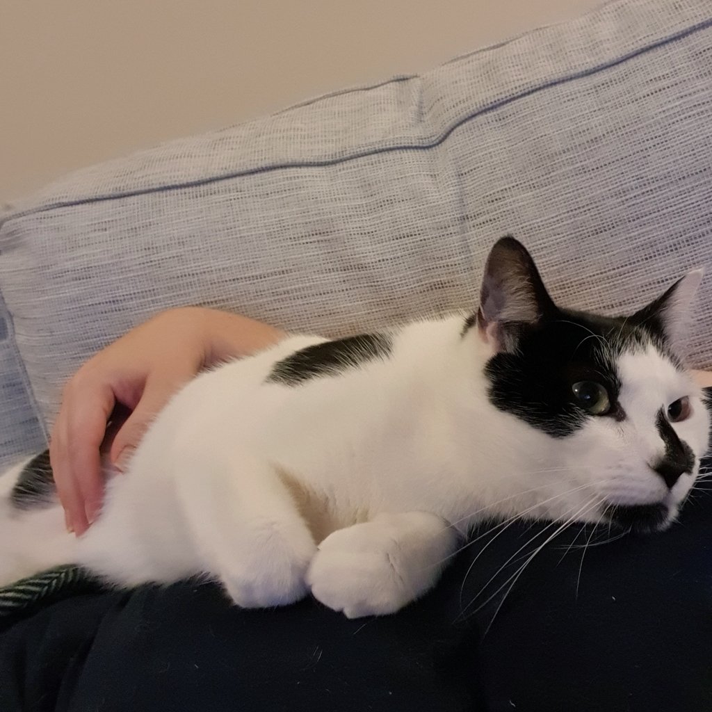 teliferous's tweet image. My little buddy has finally joined me 🥰 #CouchPeleton