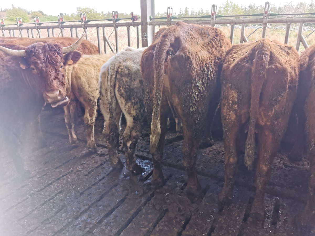 Sean Crummy tweet media