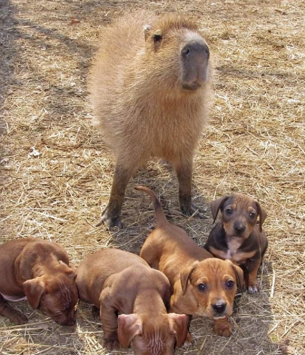 CAPYBARA_MAN's tweet image. This is Cheesecake the Capybara. 

Due to her loving and motherly nature, she raised this group of puppies on a farm as her own. 

Look how proud she looks of them all 🥹