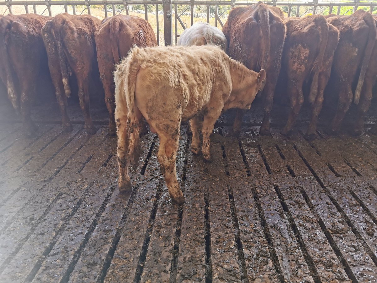 Sean Crummy tweet media