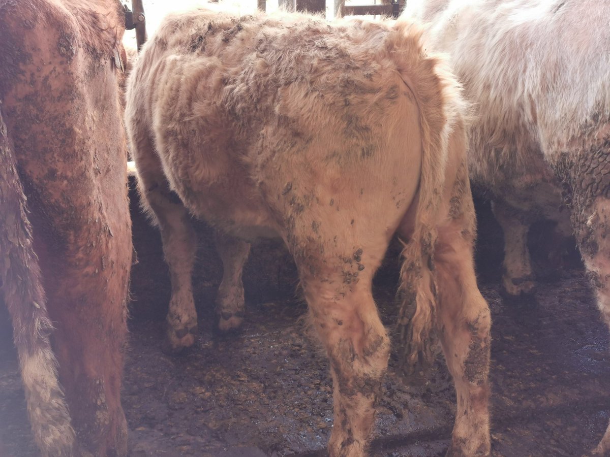 Sean Crummy tweet media